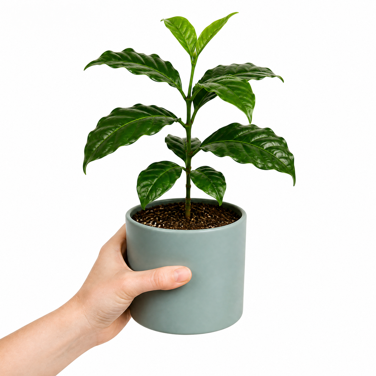 Coffea arabica coffee plant with glossy dark green leaves.