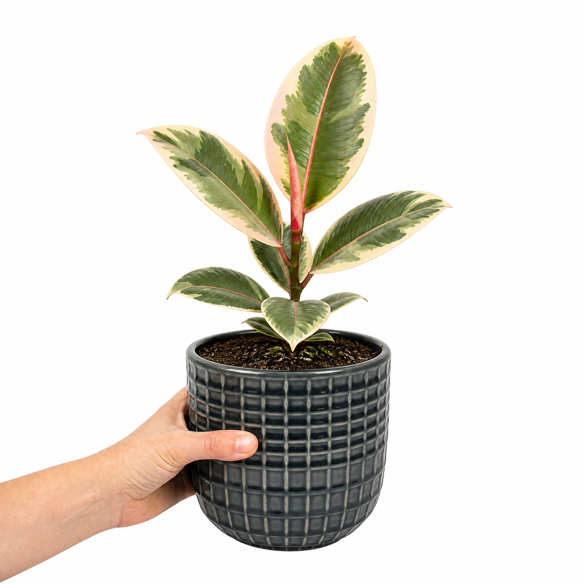 Ficus elastica 'Tineke' rubber plant with variegated cream, green and pink leaves.