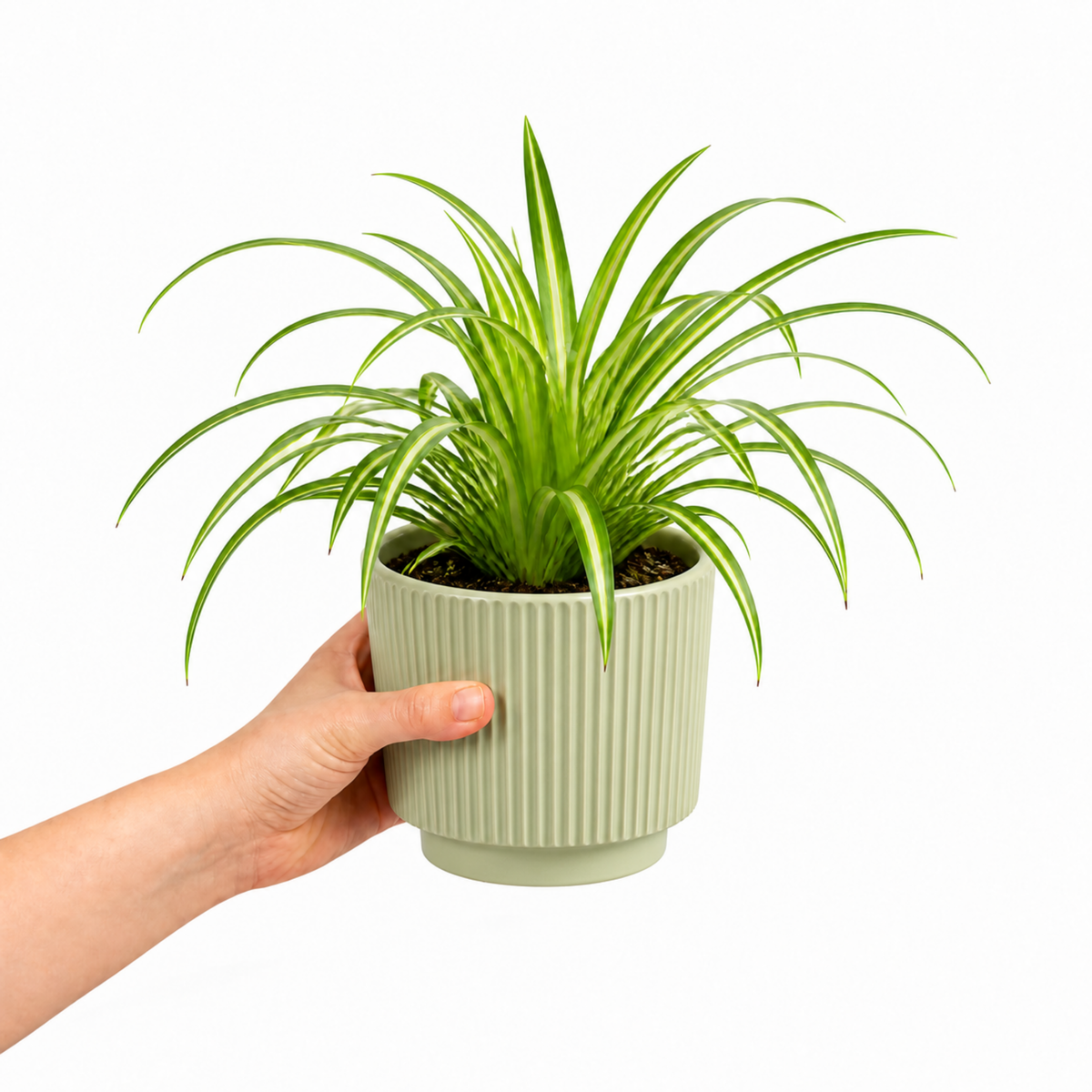 Spider plant with trailing green and white striped leaves.