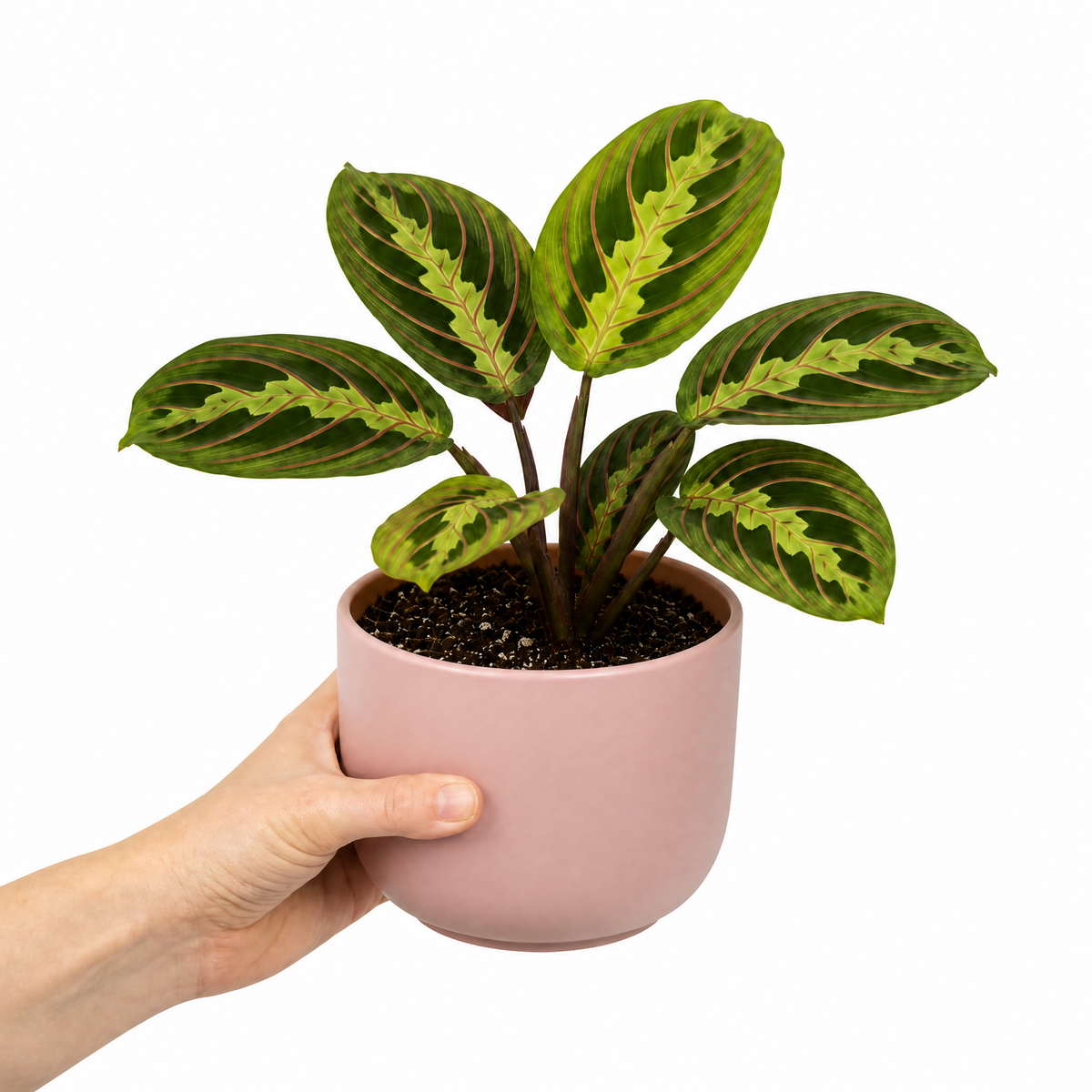 Maranta Lemon Lime Prayer Plant with lime green and yellow striped foliage.