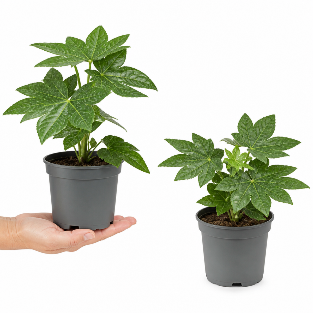 Fatsia japonica, the Paper Plant, with large glossy dark green lobed leaves.