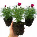 Cosmos Apollo Carmine Plants (Set of 3 or 6)