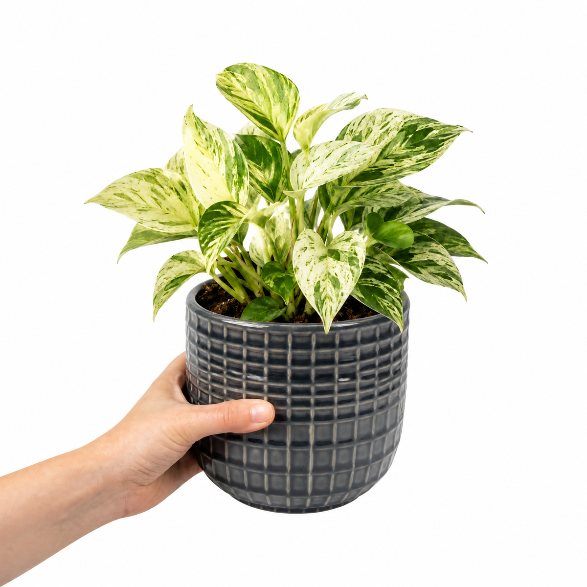 Marble Queen Pothos plant with green and white variegated trailing leaves.