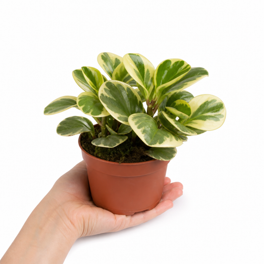 Variegated Peperomia radiator plant with cream and green leaves.
