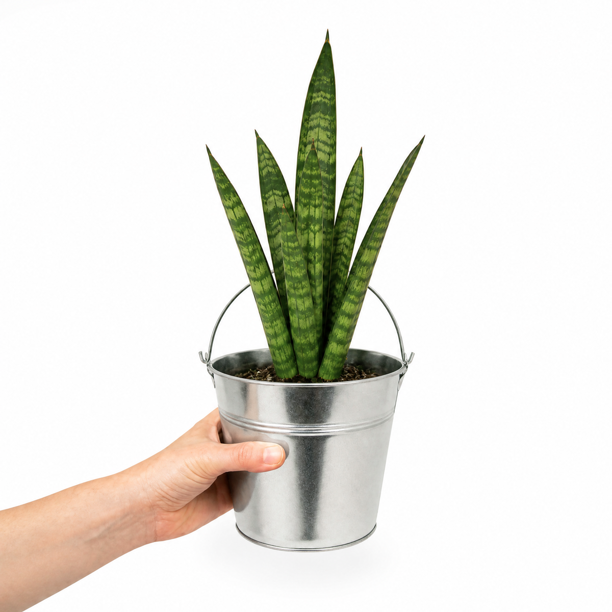 A snake plant with upright green leaves banded in creamy yellow, in a pot.