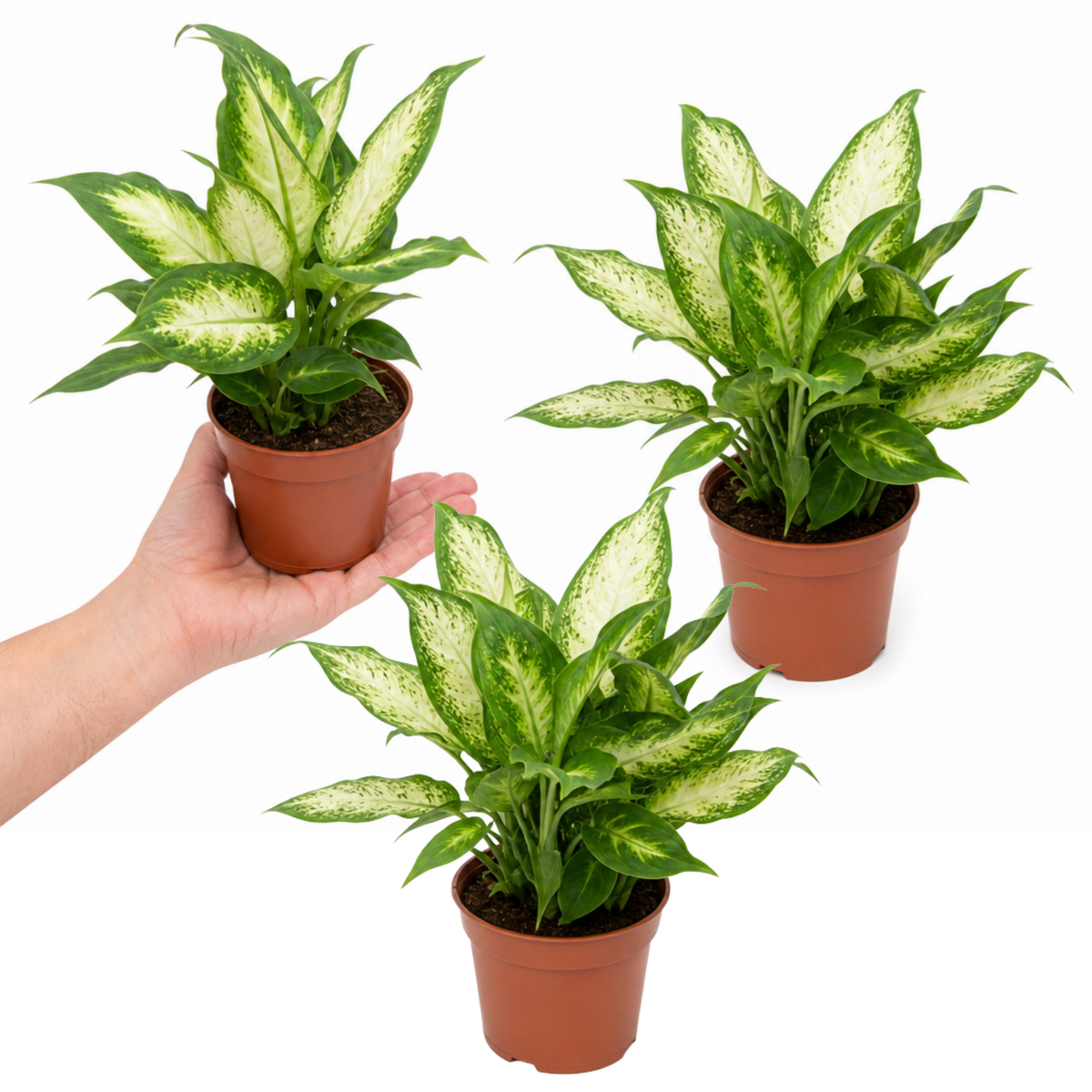 Dieffenbachia Dumb Cane houseplant with green and cream variegated leaves.