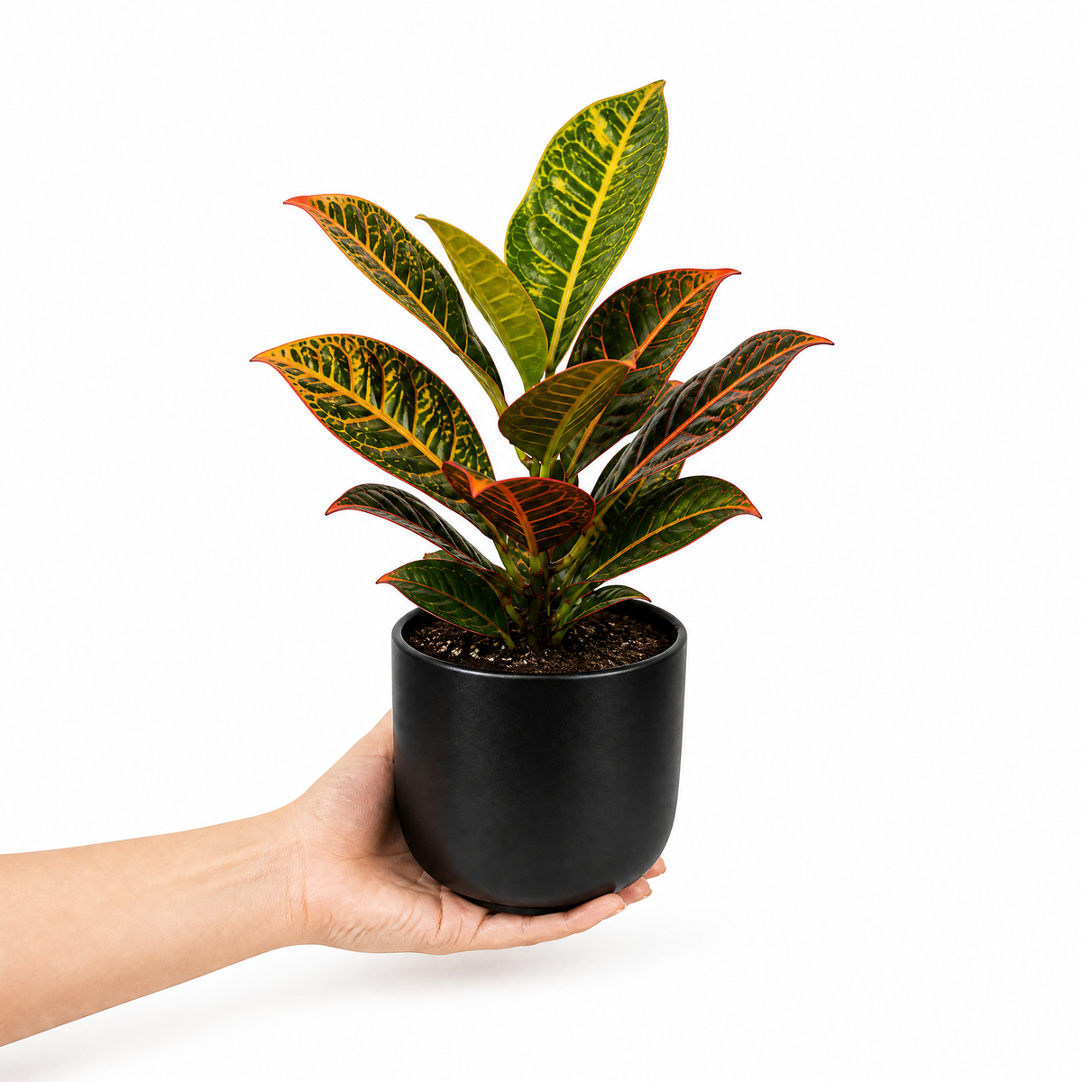 Croton 'Petra' houseplant with red, orange, yellow and green variegated leaves.