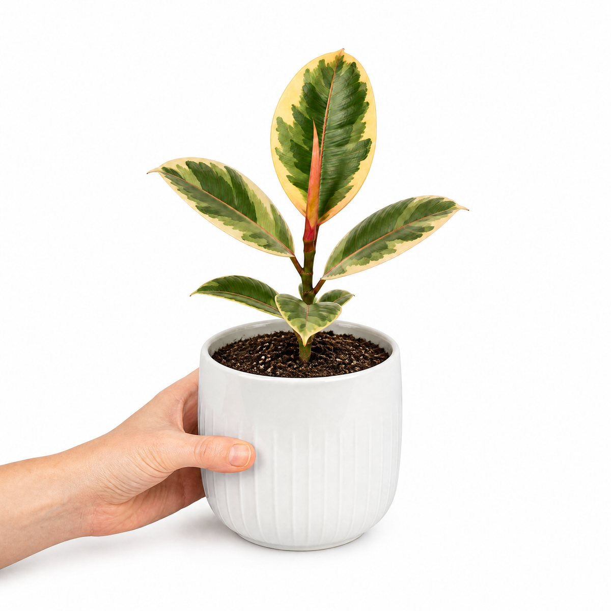 Ficus elastica 'Tineke' rubber plant with variegated cream, green and pink leaves.