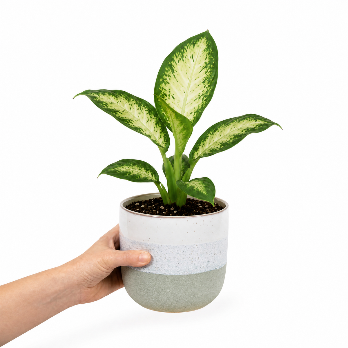 Dieffenbachia Dumb Cane houseplant with cream and green variegated leaves.