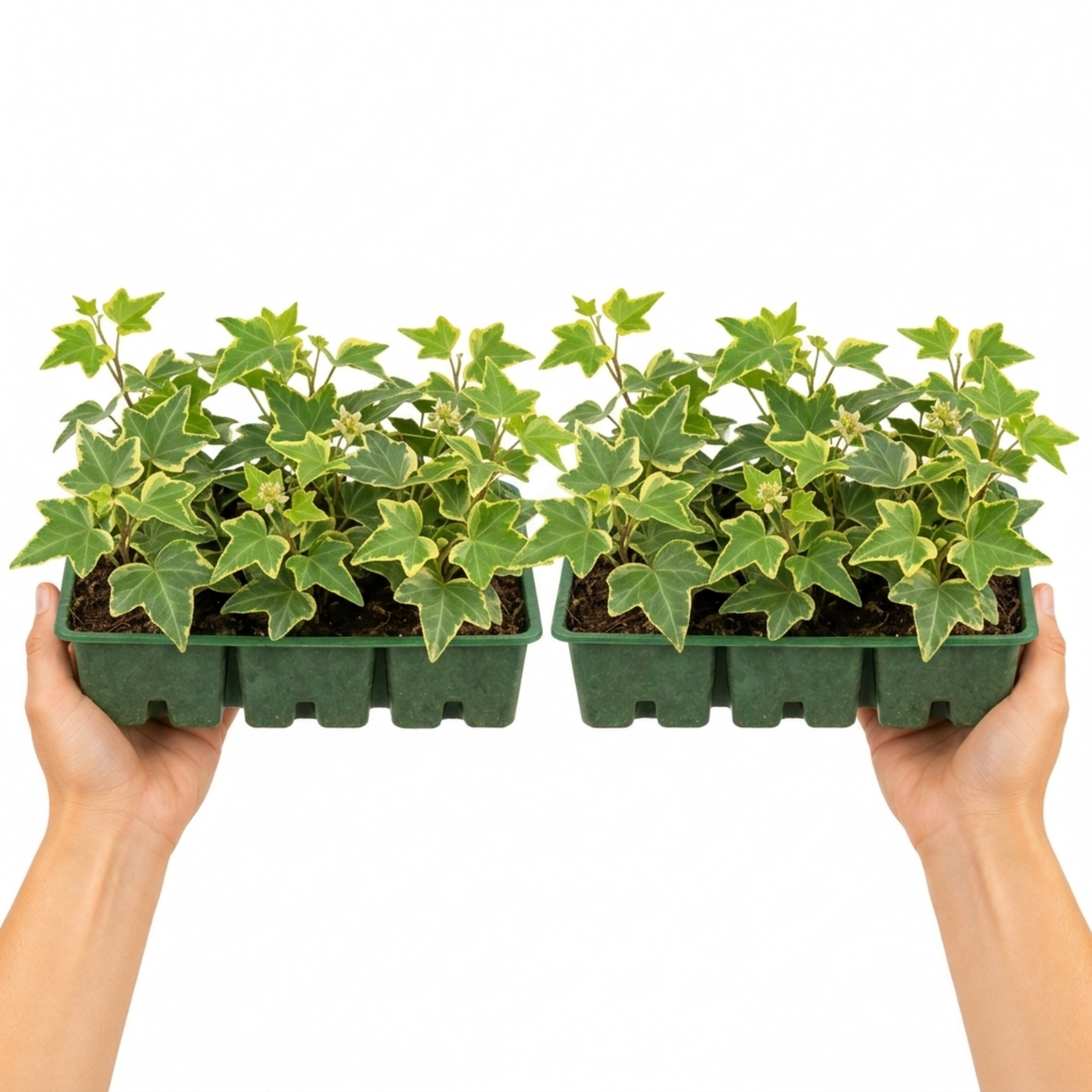 Trailing ivy plants with green leaves edged in golden yellow.
