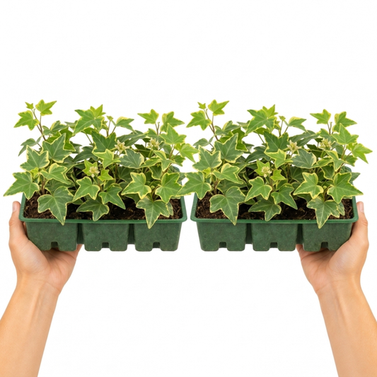 Trailing ivy plants with green leaves edged in golden yellow.