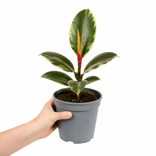 Ficus elastica 'Belize' rubber plant with glossy green, pink-red marked leaves.