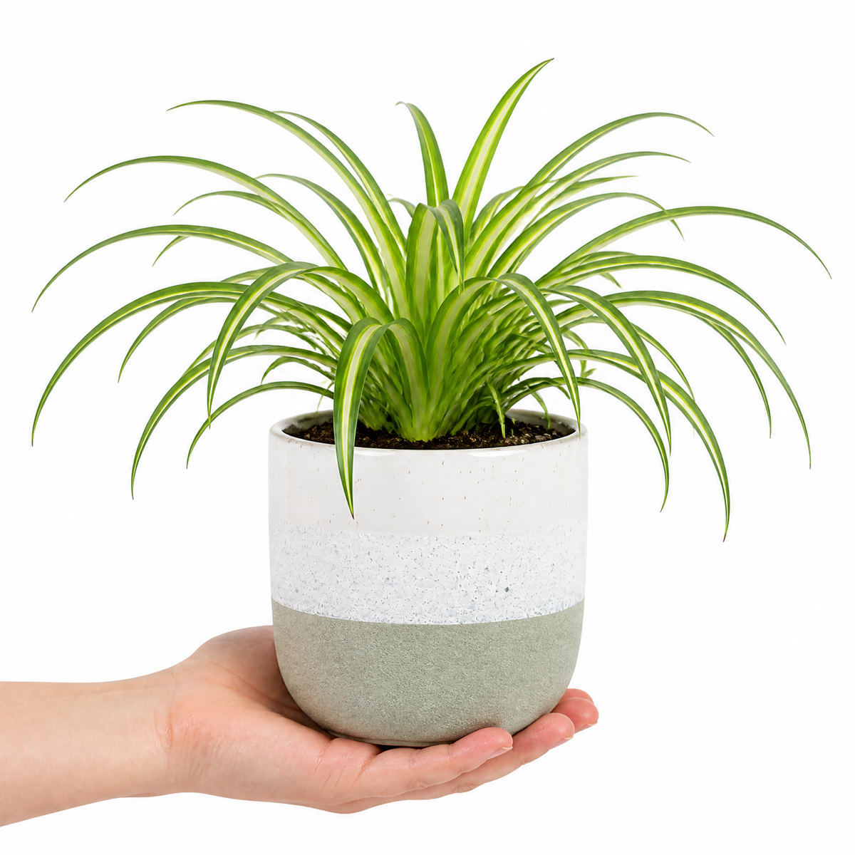 Spider plant with trailing green and white striped leaves.