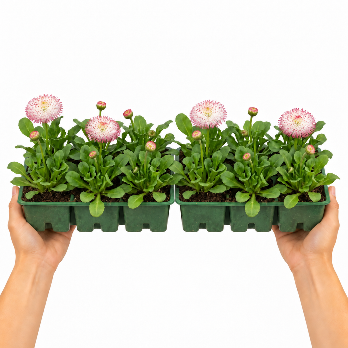 Double rose-pink English daisy flowers above dark green leaves.