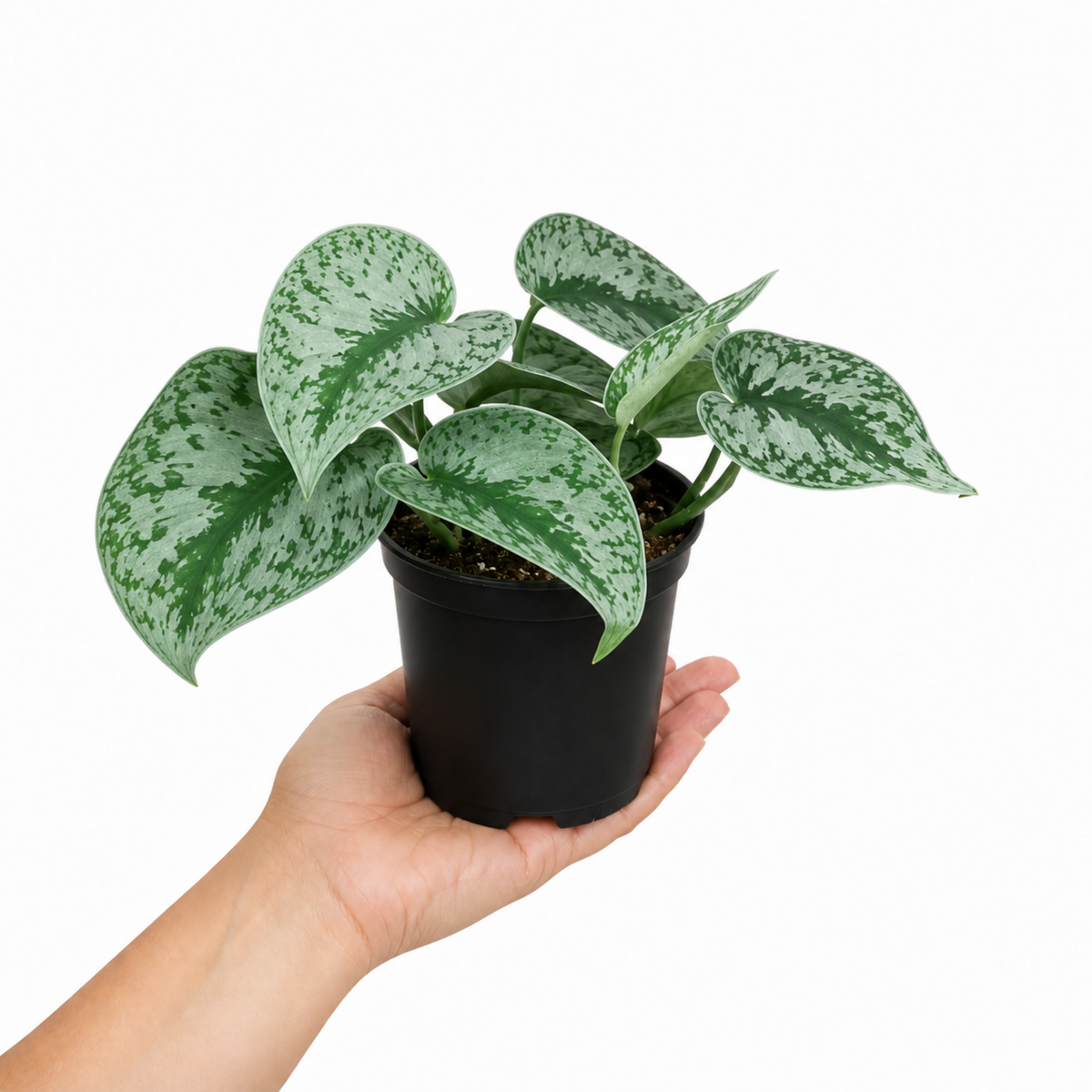 A trailing Scindapsus pictus 'Trebie' plant with dark green, silver-variegated leaves.