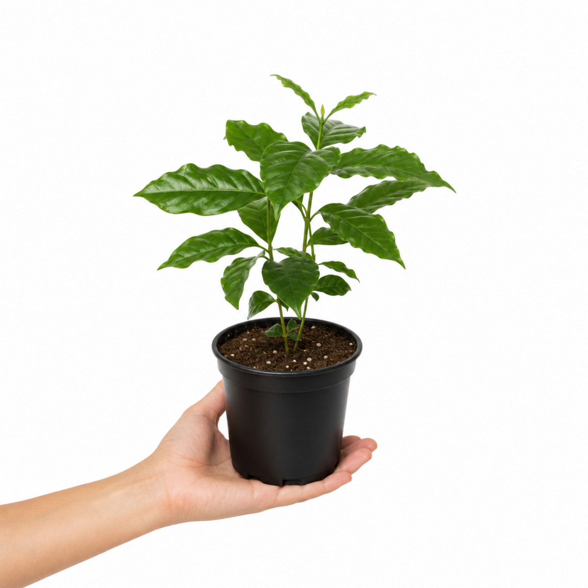 Coffea arabica coffee plant with glossy dark green leaves.