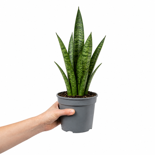A snake plant with upright green leaves banded in creamy yellow, in a pot.