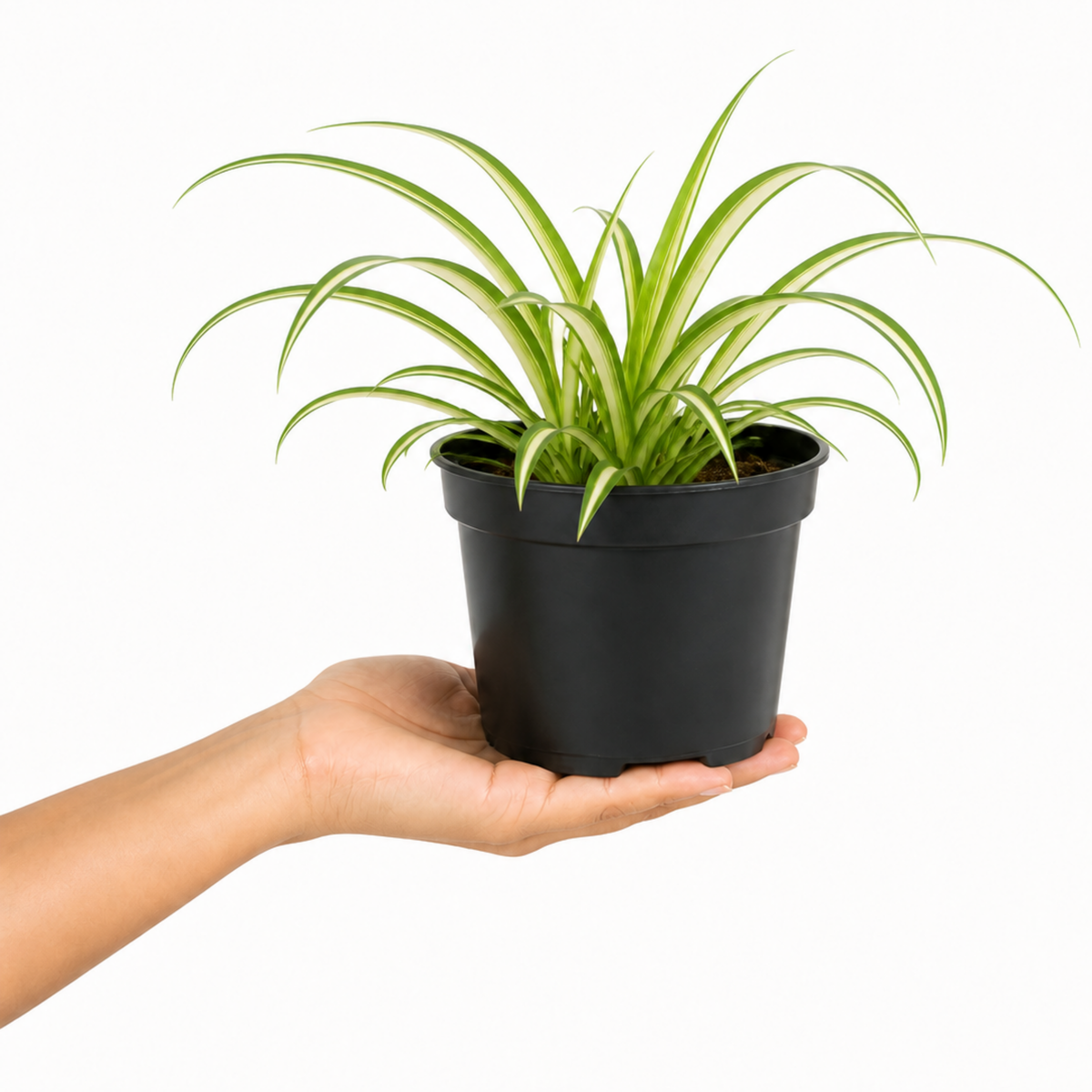 Variegated Spider Plant with creamy-white and green striped trailing leaves.