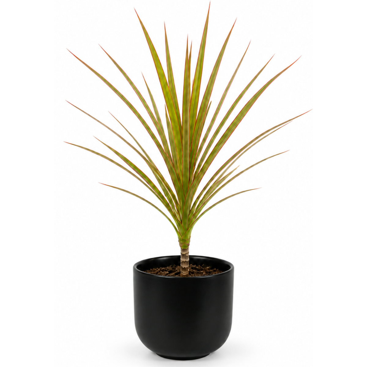 Dracaena marginata Dragon Tree houseplant with green, red-edged arching leaves.