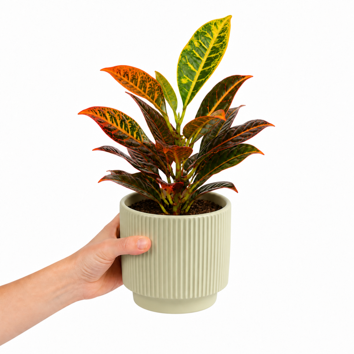 Croton 'Petra' houseplant with red, orange, yellow and green variegated leaves.