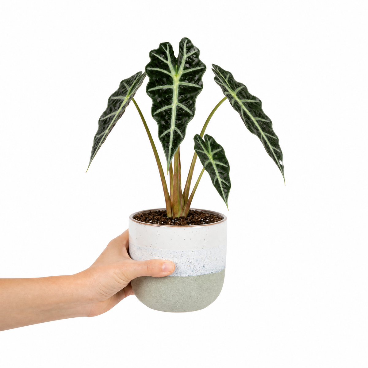 Alocasia Polly elephant's ear houseplant with dark green glossy leaves and pale veins.