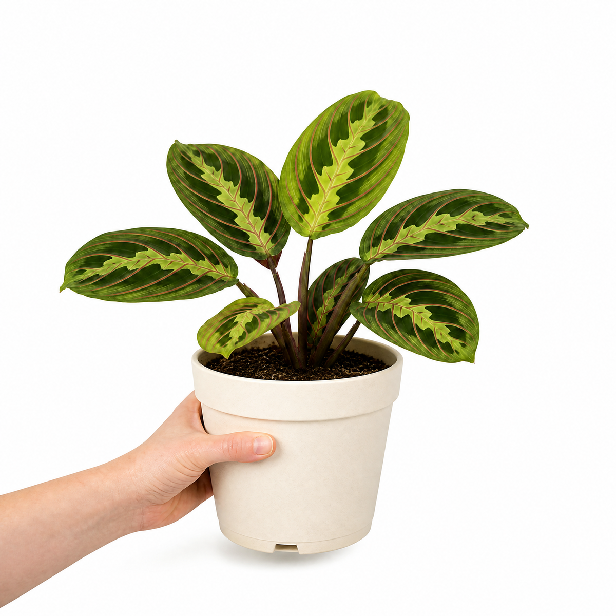Maranta Lemon Lime Prayer Plant with lime green and yellow striped foliage.