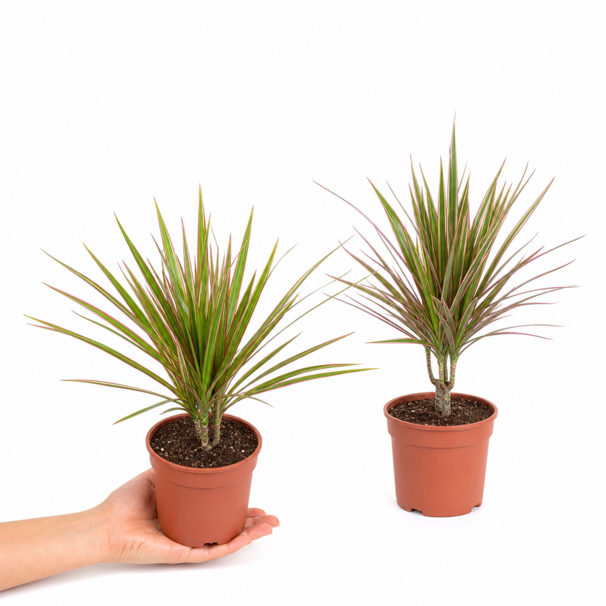 Variegated Dragon Tree houseplant with red and cream edged leaves.
