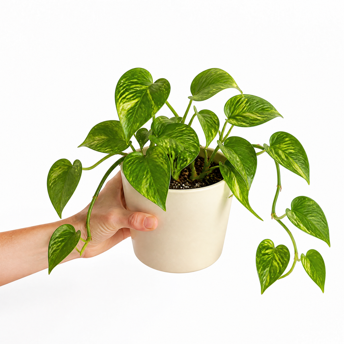 Satin Pothos houseplant with silver-variegated green trailing leaves.