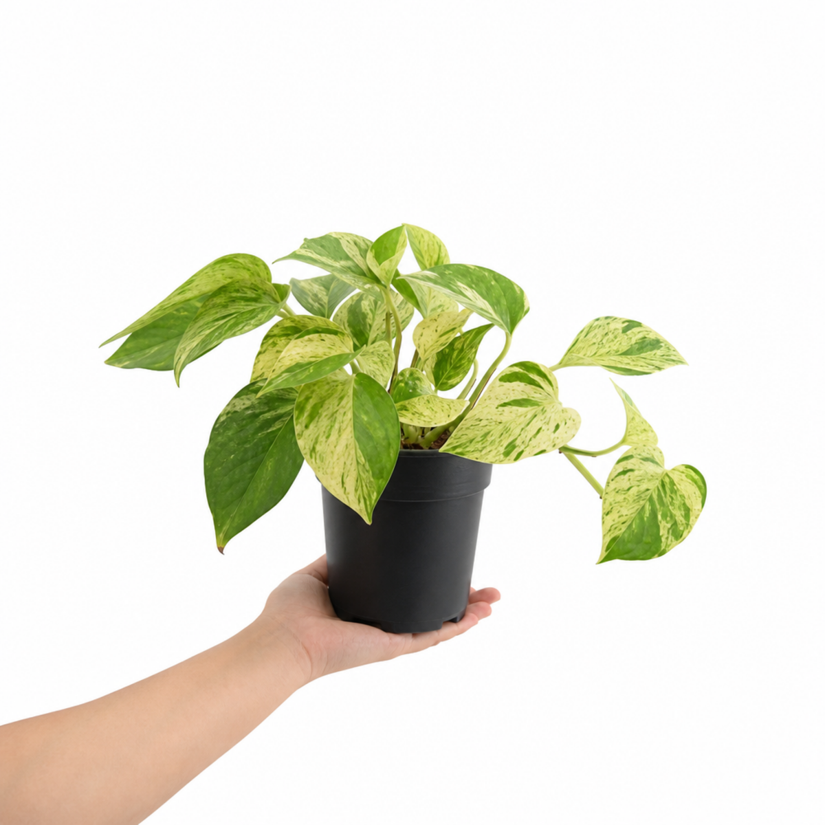 A trailing pothos plant with green and creamy-yellow variegated heart-shaped leaves.