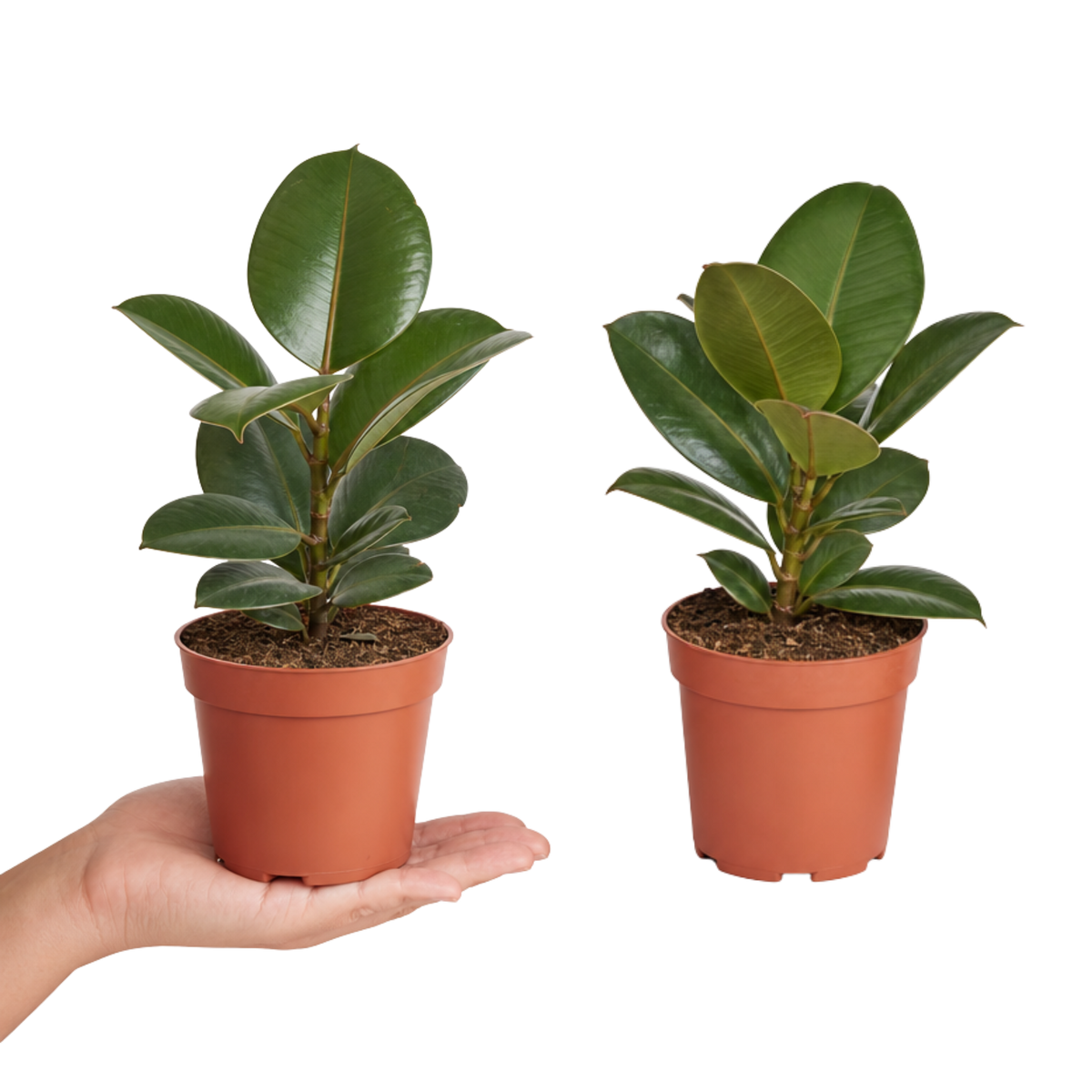 Ficus elastica 'Robusta' Rubber Plant with large glossy deep green leaves.