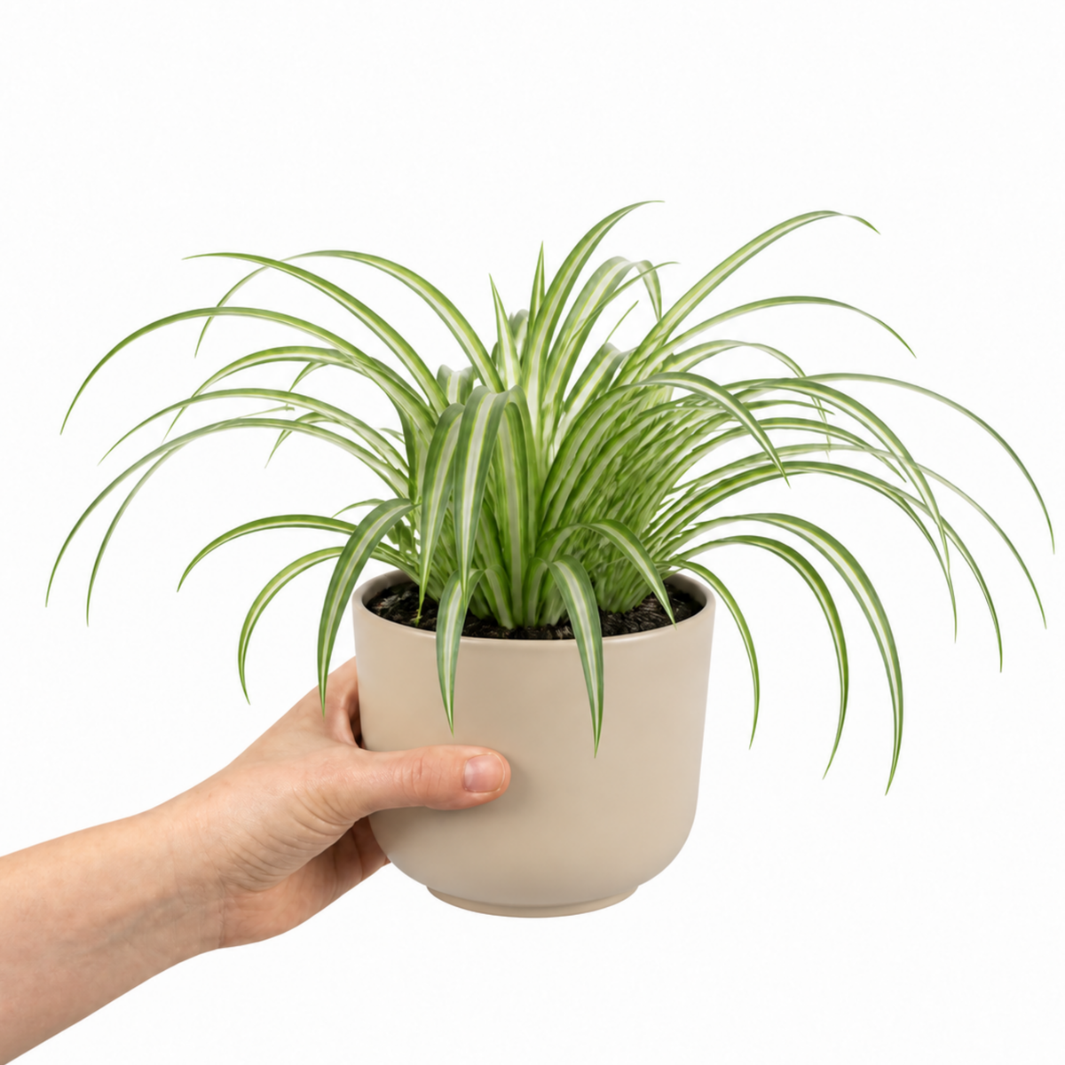 Spider plant with trailing green and white striped leaves.