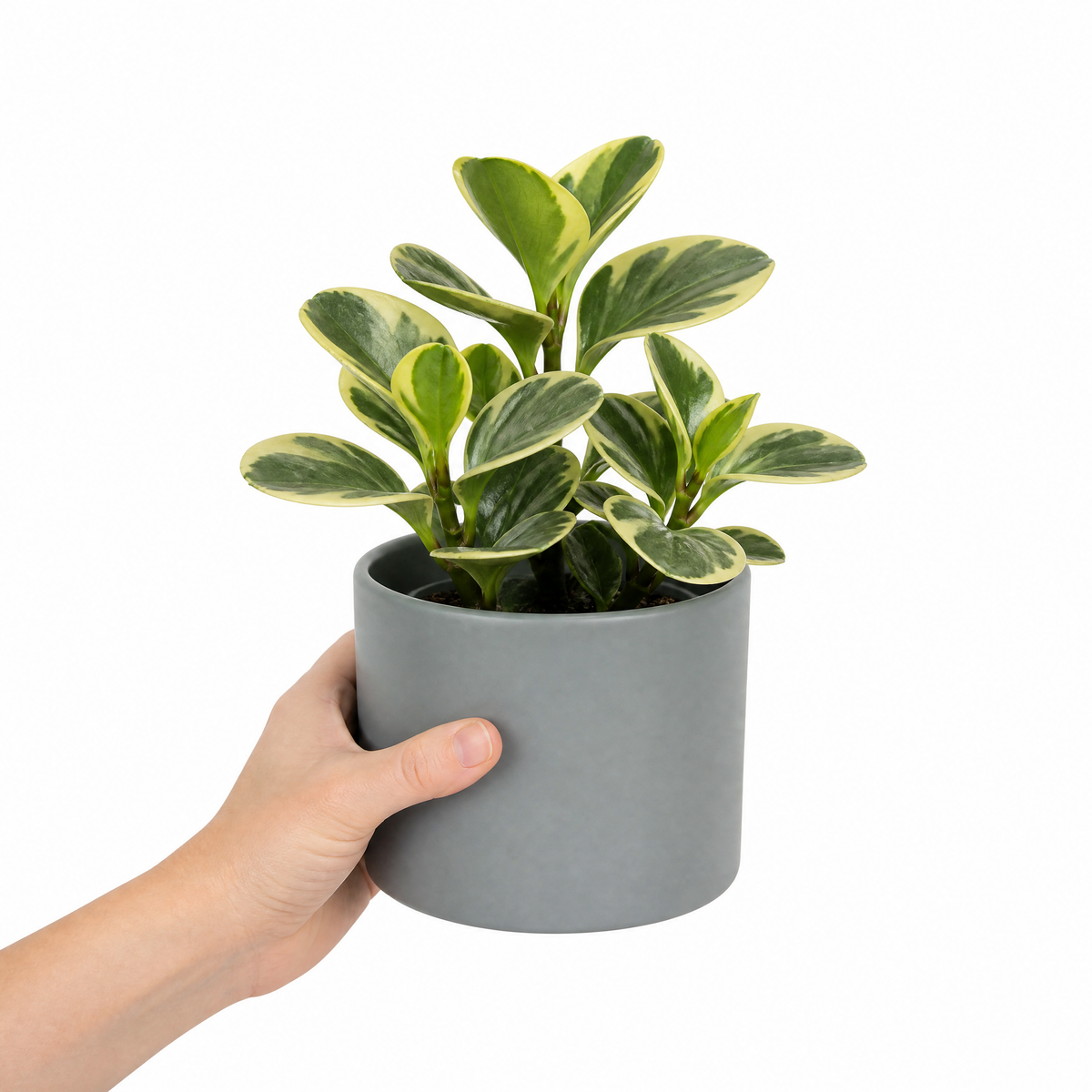 Peperomia obtusifolia 'Variegata' houseplant with creamy white and green variegated leaves.