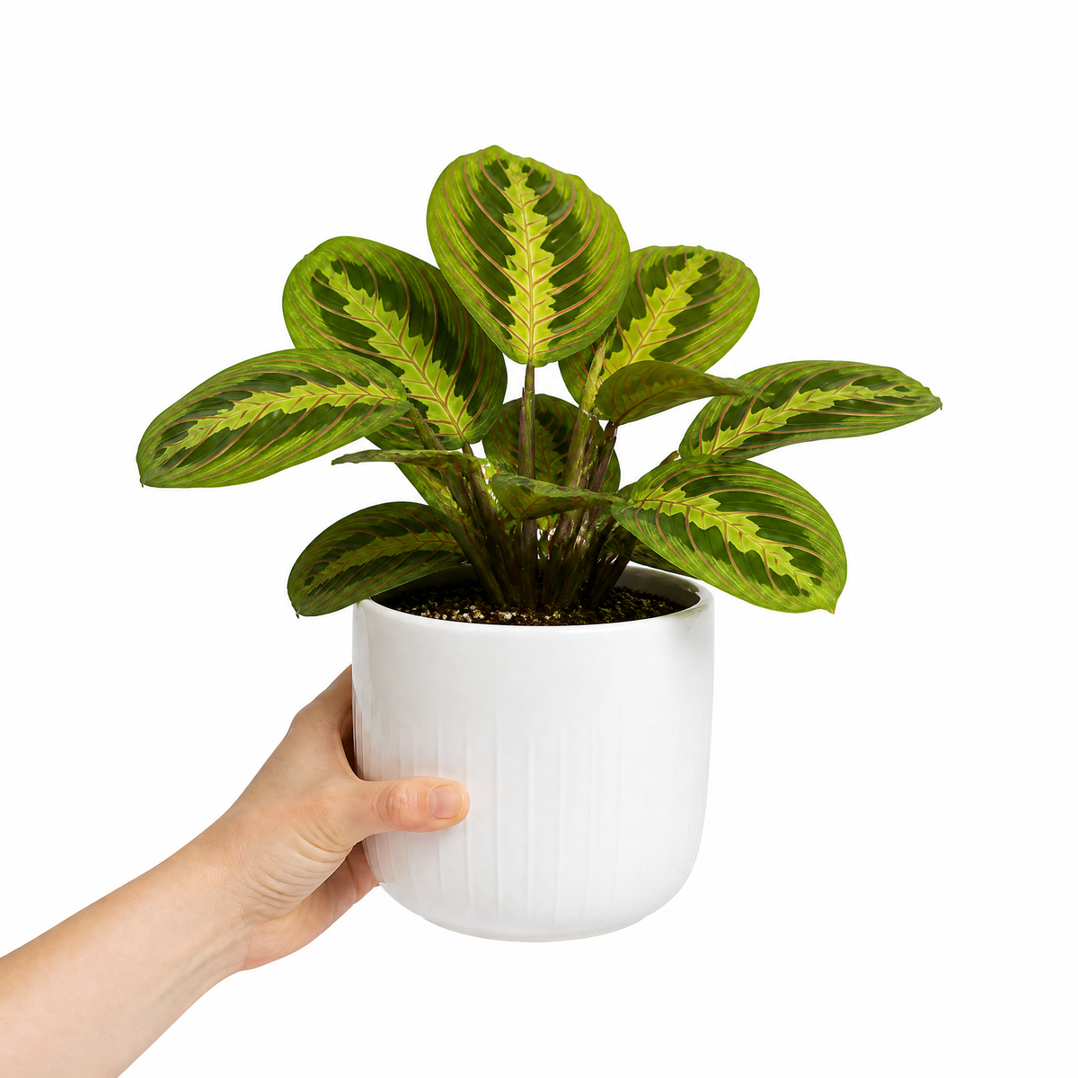 Maranta Lemon Lime Prayer Plant with lime green and yellow striped foliage.