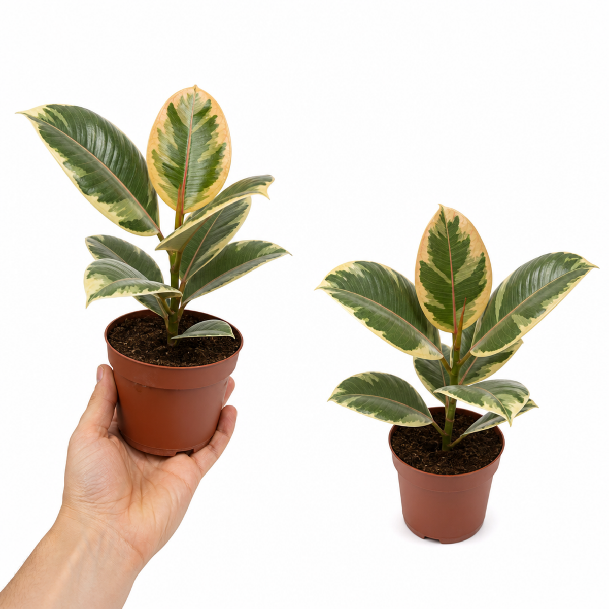 A Ficus elastica 'Tineke' variegated rubber plant with cream, green and pink leaves.