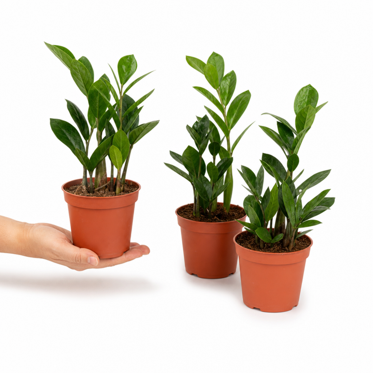 ZZ Plant with glossy dark green foliage in a pot.