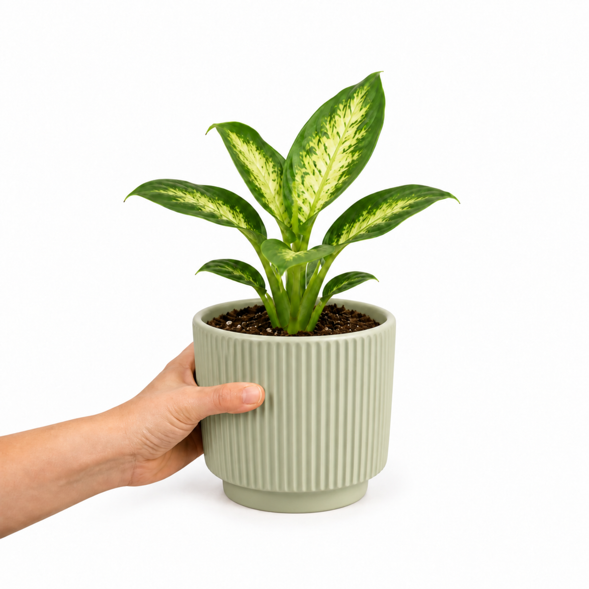 Dieffenbachia Dumb Cane with green and creamy-yellow variegated leaves