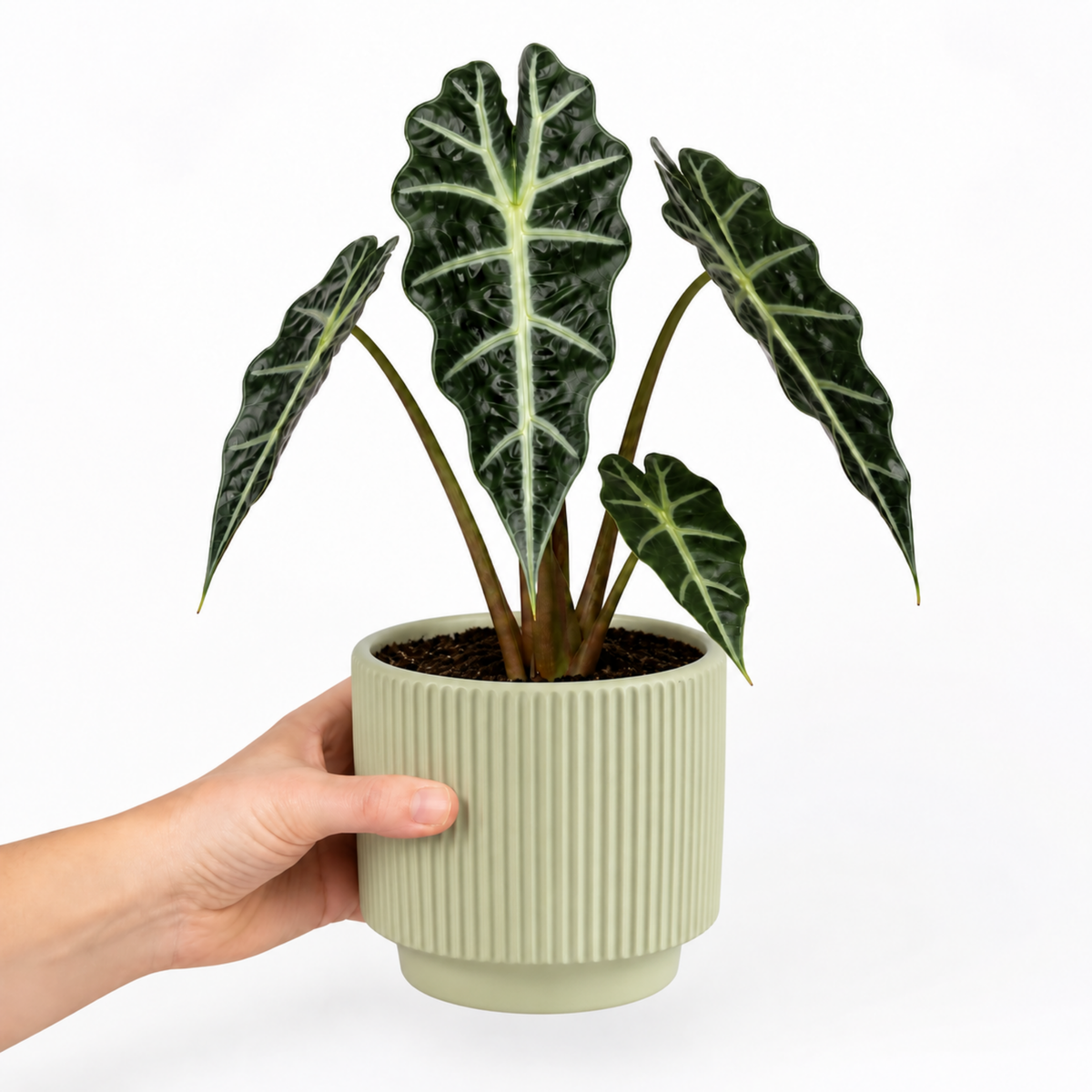 Alocasia Polly elephant's ear houseplant with dark green glossy leaves and pale veins.