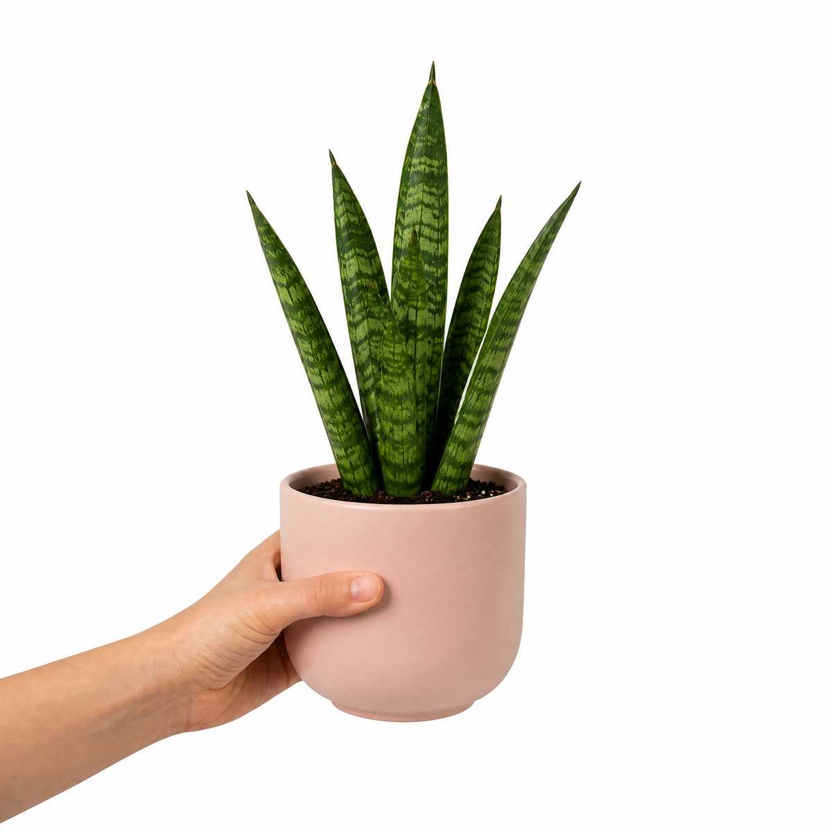 A snake plant with upright green leaves banded in creamy yellow, in a pot.