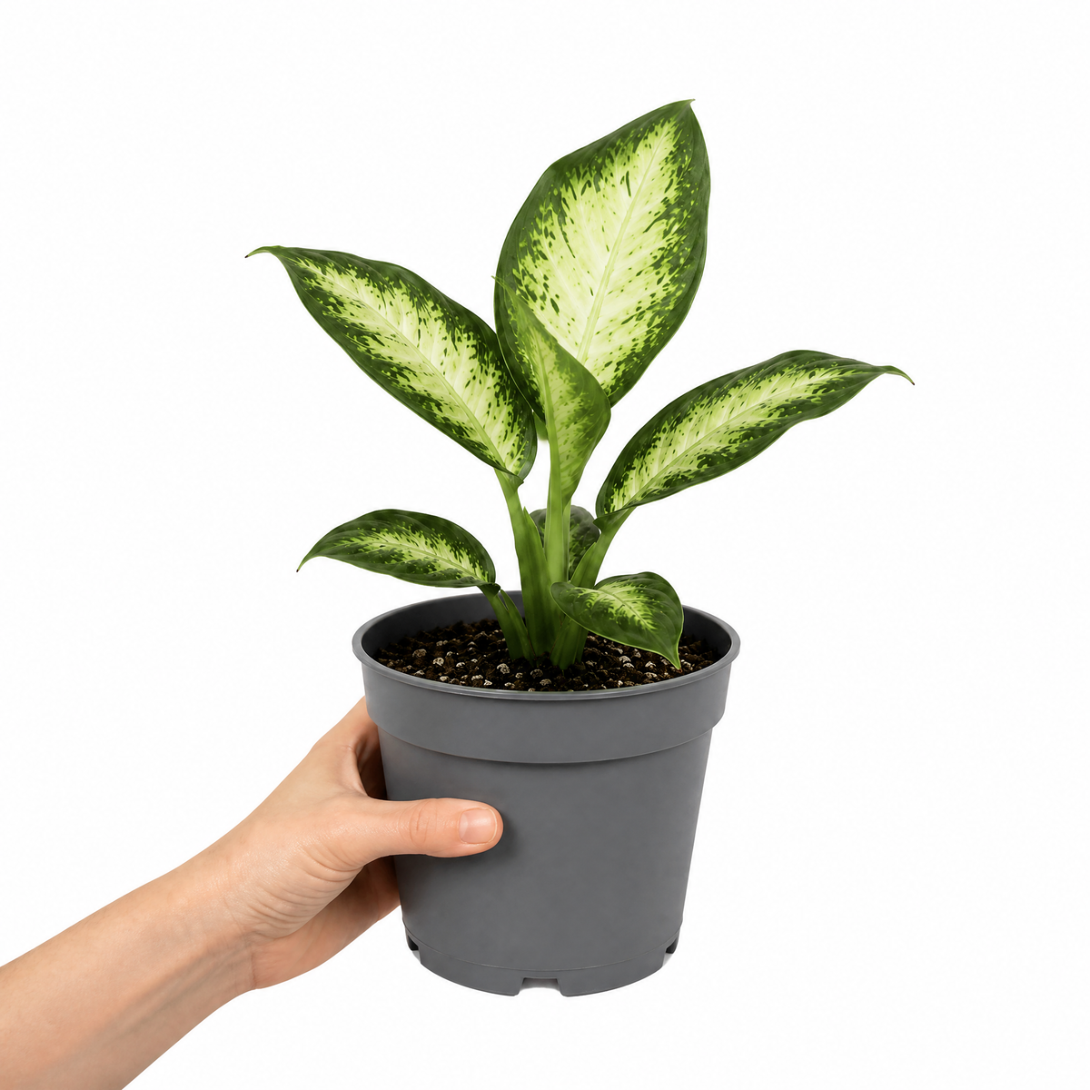 Dieffenbachia Dumb Cane houseplant with cream and green variegated leaves.