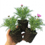 Set of 3 or 6 Large Plants - Cosmos Apollo Pink, Ready to Plant in Your Garden, Peat-Free