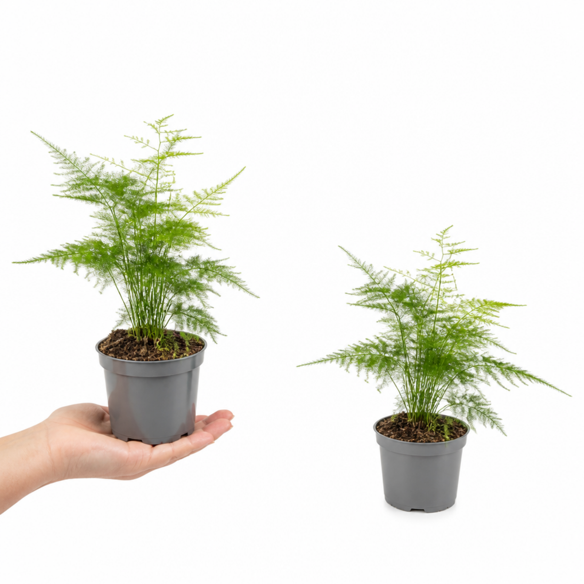 A green asparagus fern houseplant with feathery, bright green foliage in a pot.