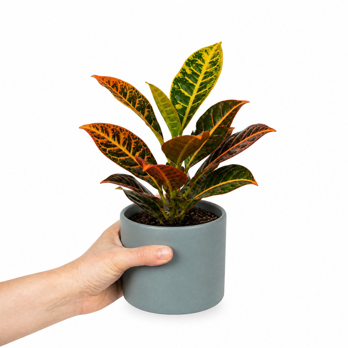 Croton 'Petra' houseplant with red, orange, yellow and green variegated leaves.