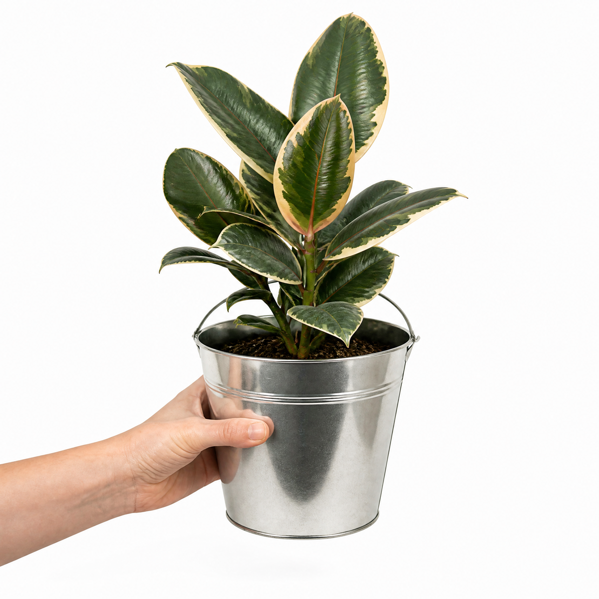Ficus elastica 'Tineke' rubber plant with variegated cream, green and pink leaves.