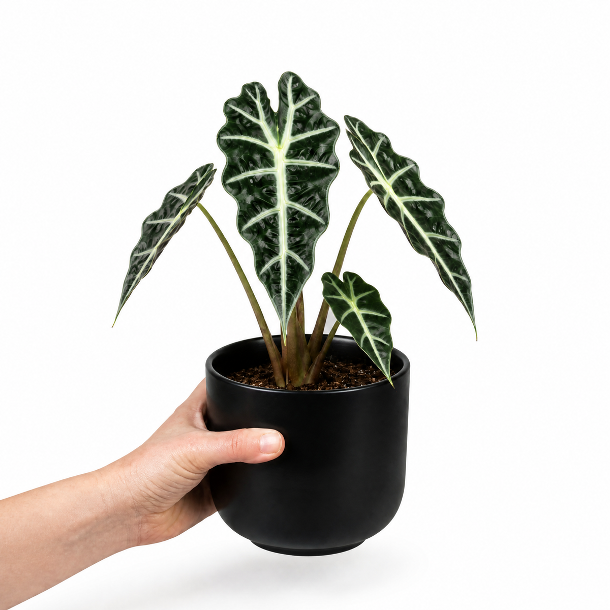 Alocasia Polly elephant's ear houseplant with dark green glossy leaves and pale veins.