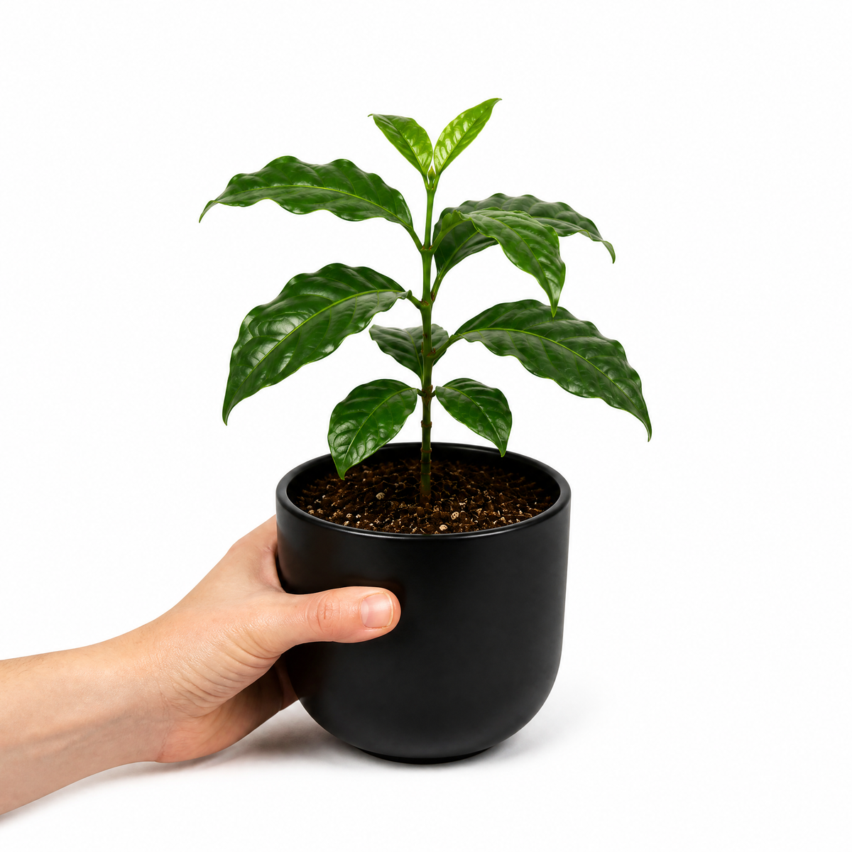 Coffea arabica coffee plant with glossy dark green leaves.