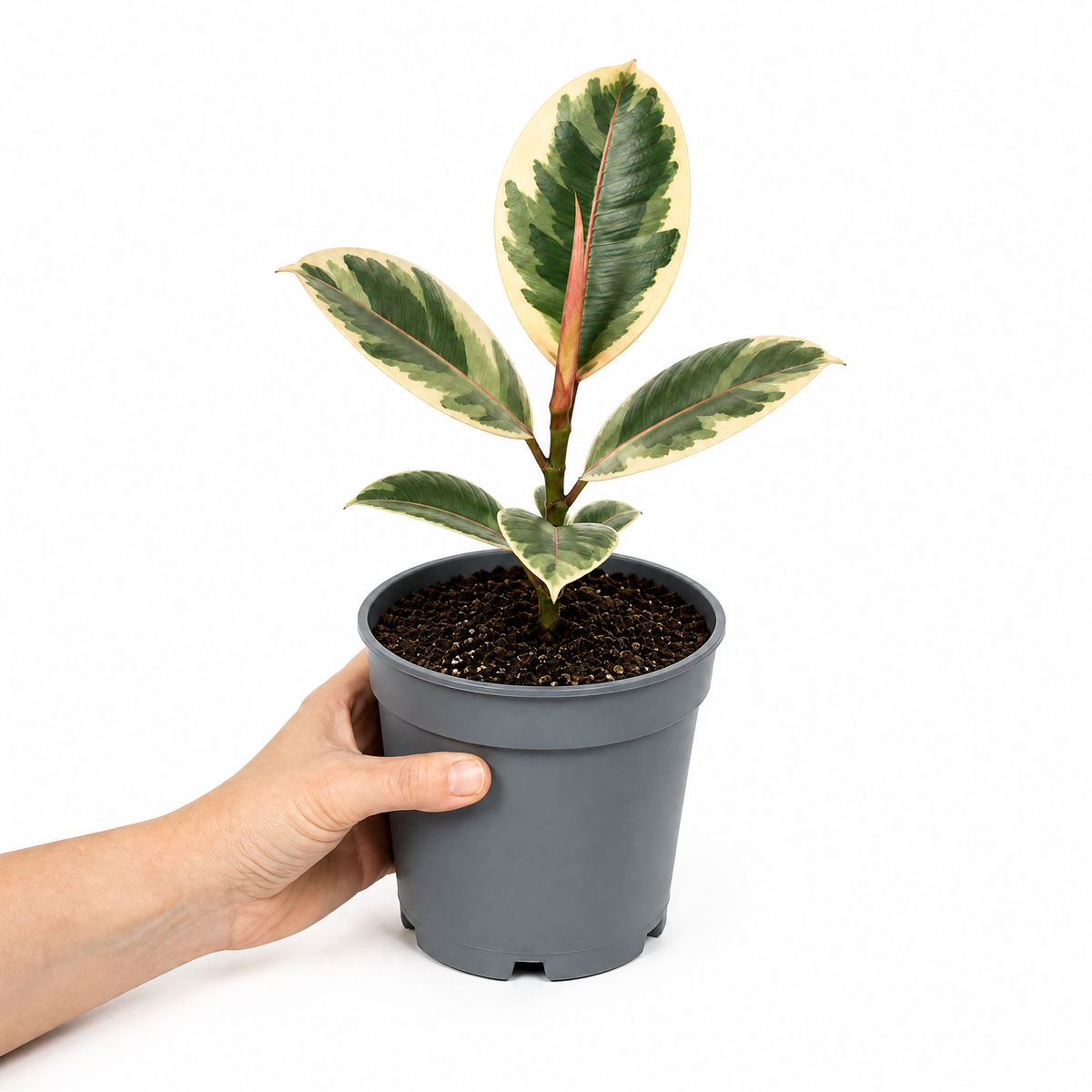 Ficus elastica 'Tineke' rubber plant with variegated cream, green and pink leaves.