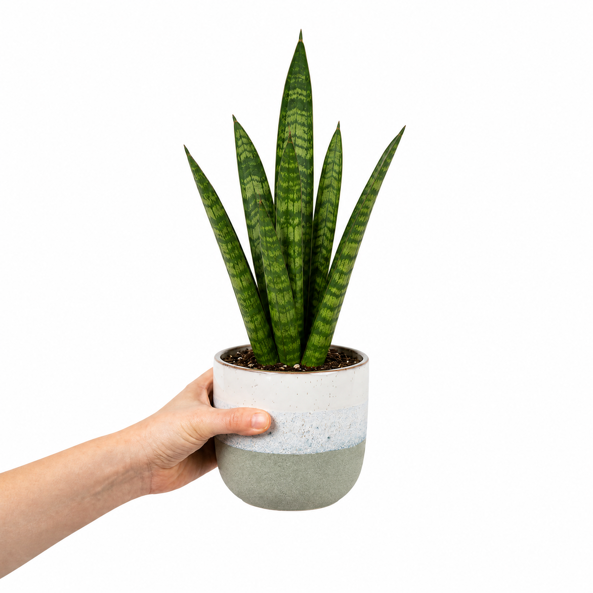 A snake plant with upright green leaves banded in creamy yellow, in a pot.
