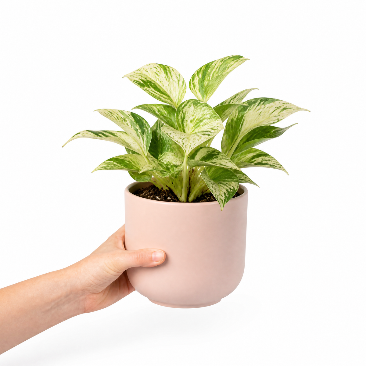 Marble Queen Pothos plant with green and white variegated trailing leaves.