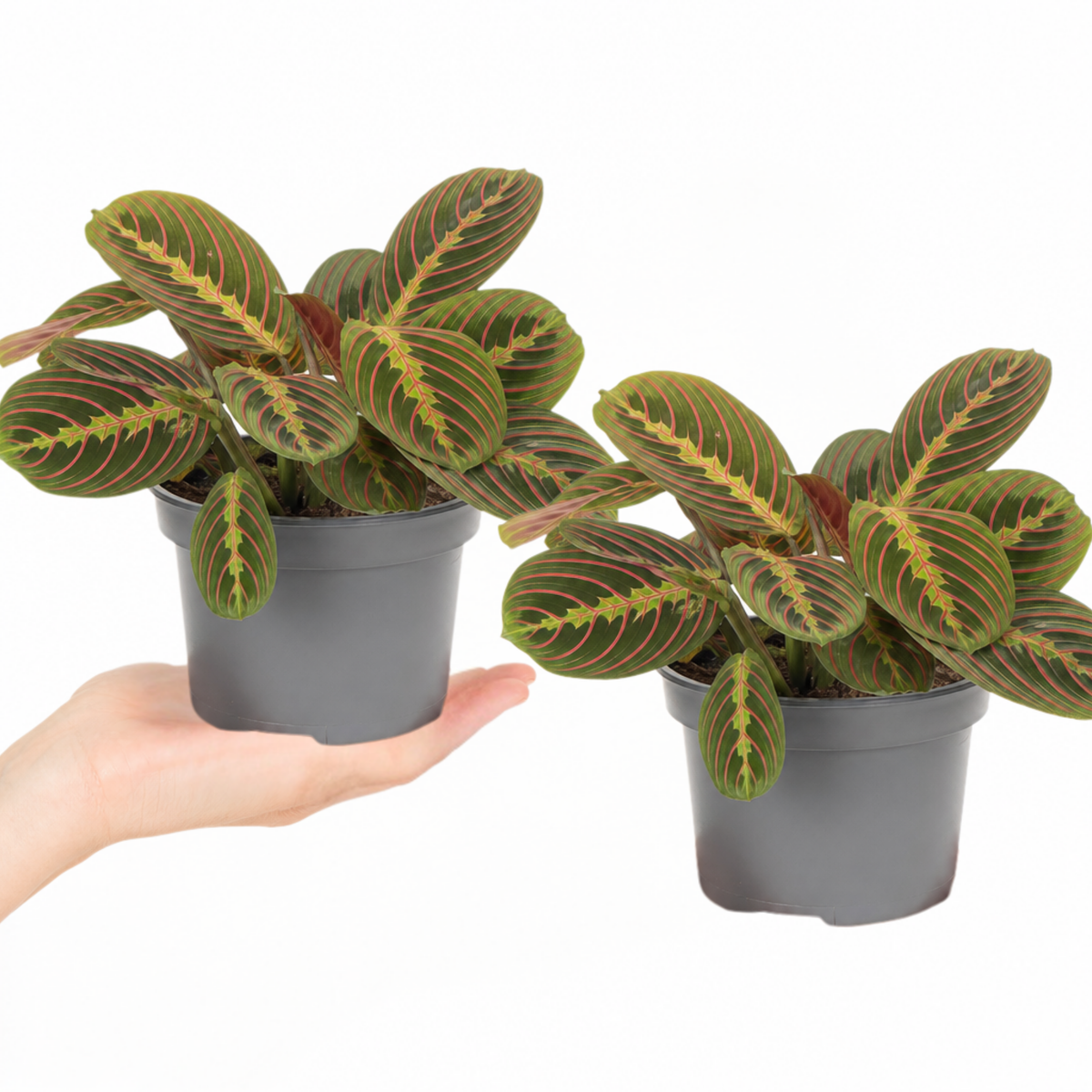 Maranta Fascinator prayer plant with deep green, red-veined leaves.