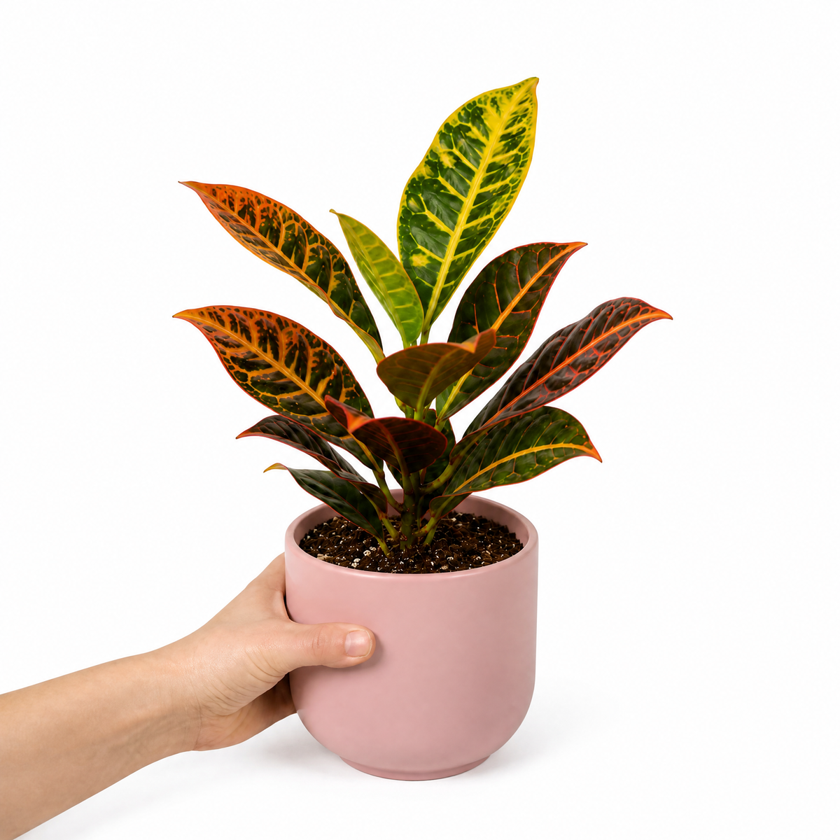 Croton 'Petra' houseplant with red, orange, yellow and green variegated leaves.
